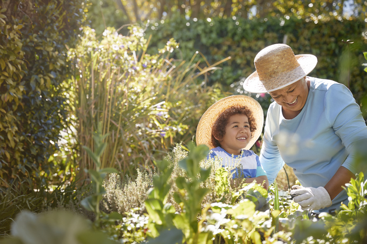 African descent grandmother and grandchild gardening in outdoor vegetable garden in spring or summer season. Cute little boy enjoys planting new flowers and vegetable plants.